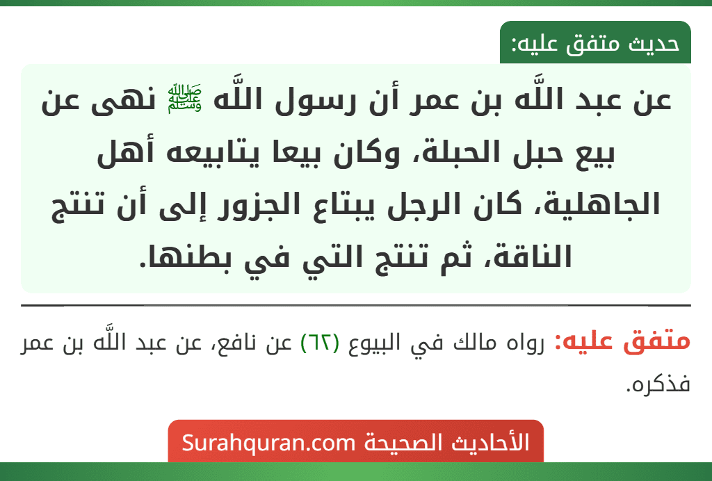 عن عبد اللَّه بن عمر أن رسول اللَّه ﷺ نهى عن بيع حبل الحبلة، وكان بيعا يتابيعه أهل الجاهلية، كان الرجل يبتاع الجزور إلى أن تنتج الناقة، ثم تنتج التي في بطنها. عن عبد اللَّه بن عمر أن رسول اللَّه ﷺ نهى عن بيع حبل الحبلة، وكان بيعا يتابيعه أهل الجاهلية، كان الرجل يبتاع الجزور إلى أن تنتج الناقة، ثم تنتج التي في بطنها.