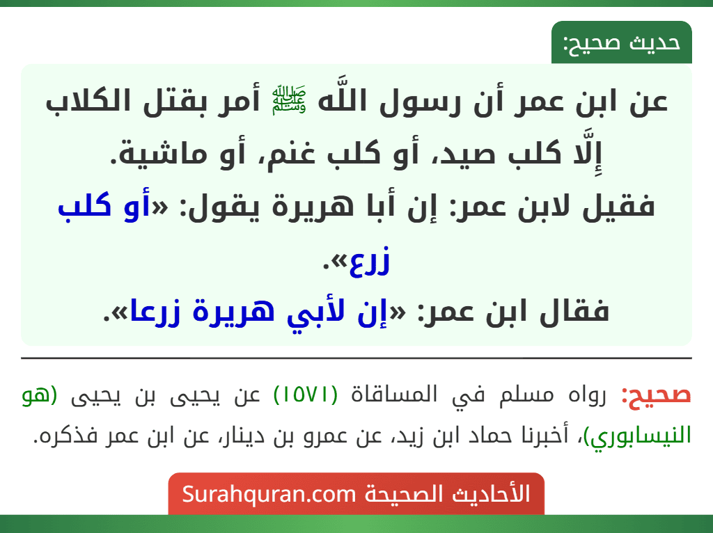 عن ابن عمر أن رسول اللَّه ﷺ أمر بقتل الكلاب إِلَّا كلب صيد، أو كلب غنم، أو ماشية.
فقيل لابن عمر: إن أبا هريرة يقول: «أو كلب زرع».
فقال ابن عمر: «إن لأبي هريرة زرعا».
