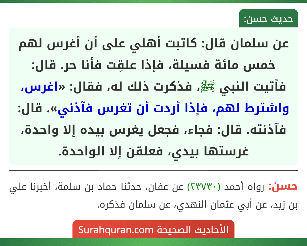 عن سلمان قال: كاتبت أهلي على أن أغرس لهم خمس مائة فسيلة، فإذا علقِت فأنا حر. قال: فأتيت النبي ﷺ، فذكرت ذلك له، فقال: «اغرس، واشترط لهم، فإذا أردت أن تغرس فآذني». قال: فآذنته. قال: فجاء، فجعل يغرس بيده إلا واحدة، غرستها بيدي، فعلقن إلا الواحدة.