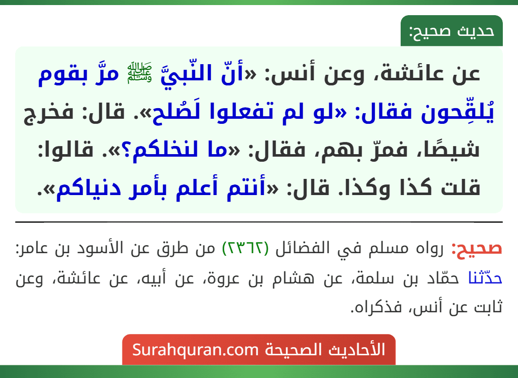 عن عائشة، وعن أنس: «أنّ النّبيَّ ﷺ مرَّ بقوم يُلقِّحون فقال: «لو لم تفعلوا لَصُلح». قال: فخرج شيصًا، فمرّ بهم، فقال: «ما لنخلكم؟». قالوا: قلت كذا وكذا. قال: «أنتم أعلم بأمر دنياكم». عن عائشة، وعن أنس: «أنّ النّبيَّ ﷺ مرَّ بقوم يُلقِّحون فقال: «لو لم تفعلوا لَصُلح». قال: فخرج شيصًا، فمرّ بهم، فقال: «ما لنخلكم؟». قالوا: قلت كذا وكذا. قال: «أنتم أعلم بأمر دنياكم».