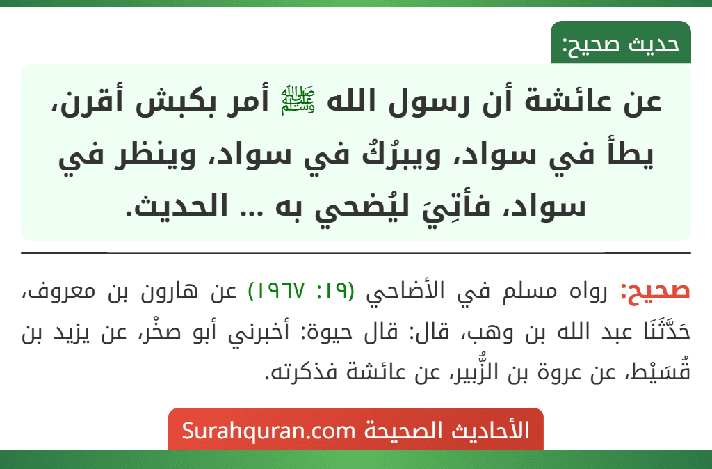عن عائشة أن رسول الله ﷺ أمر بكبش أقرن، يطأ في سواد، ويبرُكُ في سواد، وينظر في سواد، فأتِيَ ليُضحي به ... الحديث.