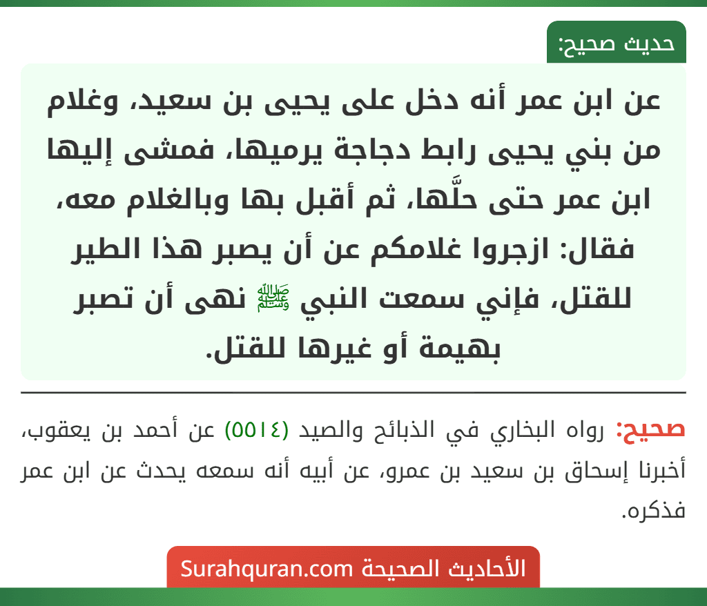 عن ابن عمر أنه دخل على يحيى بن سعيد، وغلام من بني يحيى رابط دجاجة يرميها، فمشى إليها ابن عمر حتى حلَّها، ثم أقبل بها وبالغلام معه، فقال: ازجروا غلامكم عن أن يصبر هذا الطير للقتل، فإني سمعت النبي ﷺ نهى أن تصبر بهيمة أو غيرها للقتل.