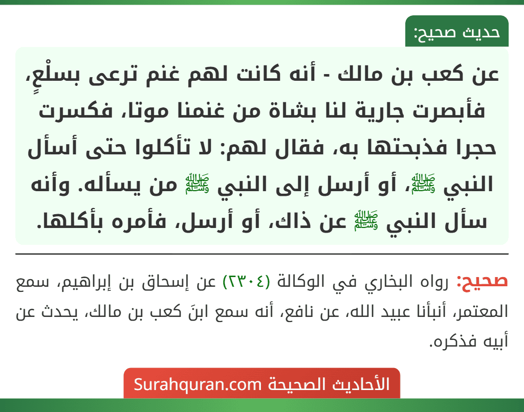عن كعب بن مالك - أنه كانت لهم غنم ترعى بسلْعٍ، فأبصرت جارية لنا بشاة من غنمنا موتا، فكسرت حجرا فذبحتها به، فقال لهم: لا تأكلوا حتى أسأل النبي ﷺ، أو أرسل إلى النبي ﷺ من يسأله. وأنه سأل النبي ﷺ عن ذاك، أو أرسل، فأمره بأكلها.