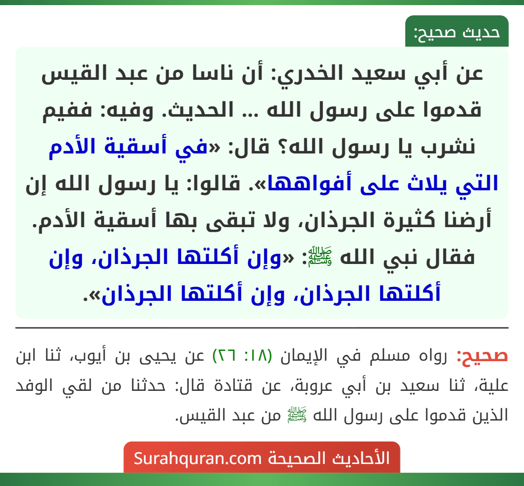 عن أبي سعيد الخدري: أن ناسا من عبد القيس قدموا على رسول الله ... الحديث. وفيه: ففيم نشرب يا رسول الله؟ قال: «في أسقية الأدم التي يلاث على أفواهها». قالوا: يا رسول الله إن أرضنا كثيرة الجرذان، ولا تبقى بها أسقية الأدم. فقال نبي الله ﷺ: «وإن أكلتها الجرذان، وإن أكلتها الجرذان، وإن أكلتها الجرذان».