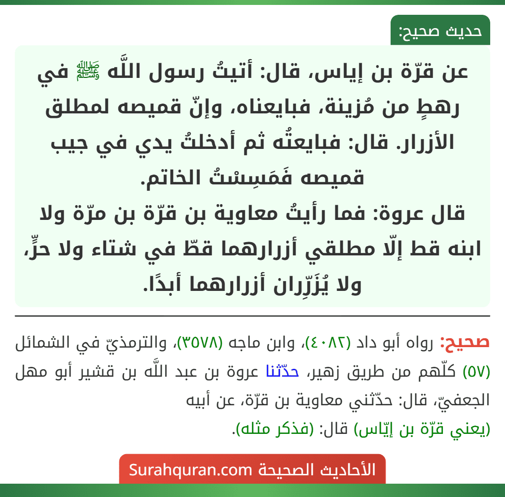 عن قرّة بن إياس، قال: أتيتُ رسول اللَّه ﷺ في رهطٍ من مُزينة، فبايعناه، وإنّ قميصه لمطلق الأزرار. قال: فبايعتُه ثم أدخلتُ يدي في جيب قميصه فَمَسِسْتُ الخاتم.
قال عروة: فما رأيتُ معاوية بن قرّة بن مرّة ولا ابنه قط إلّا مطلقي أزرارهما قطّ في شتاء ولا حرٍّ، ولا يُزَرِّران أزرارهما أبدًا.