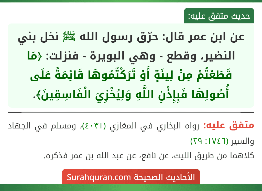 عن ابن عمر قال: حرّق رسول الله ﷺ نخل بني النضير، وقطع - وهي البويرة - فنزلت: ﴿مَا قَطَعْتُمْ مِنْ لِينَةٍ أَوْ تَرَكْتُمُوهَا قَائِمَةً عَلَى أُصُولِهَا فَبِإِذْنِ اللَّهِ وَلِيُخْزِيَ الْفَاسِقِينَ﴾.