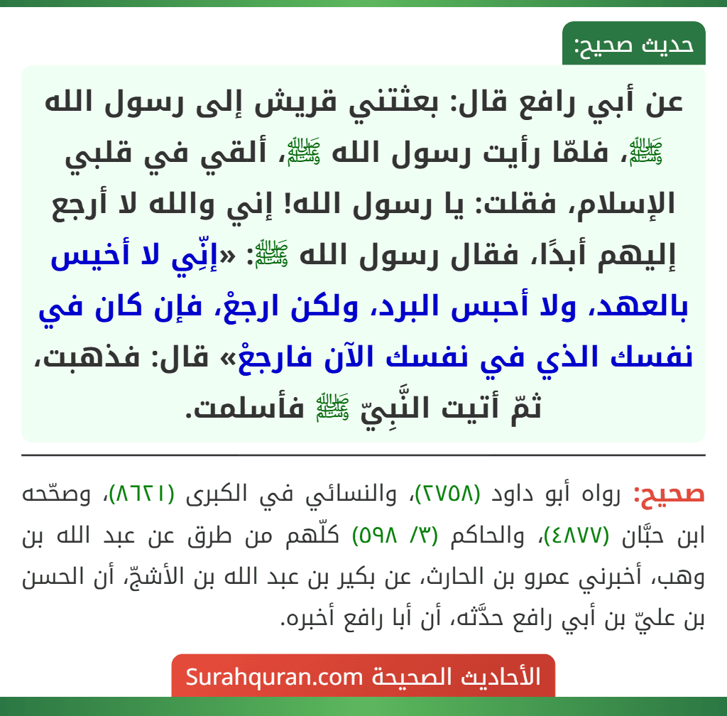 عن أبي رافع قال: بعثتني قريش إلى رسول الله ﷺ، فلمّا رأيت رسول الله ﷺ، ألقي في قلبي الإسلام، فقلت: يا رسول الله! إني والله لا أرجع إليهم أبدًا، فقال رسول الله ﷺ: «إنِّي لا أخيس بالعهد، ولا أحبس البرد، ولكن ارجعْ، فإن كان في نفسك الذي في نفسك الآن فارجعْ» قال: فذهبت، ثمّ أتيت النَّبِيّ ﷺ فأسلمت.