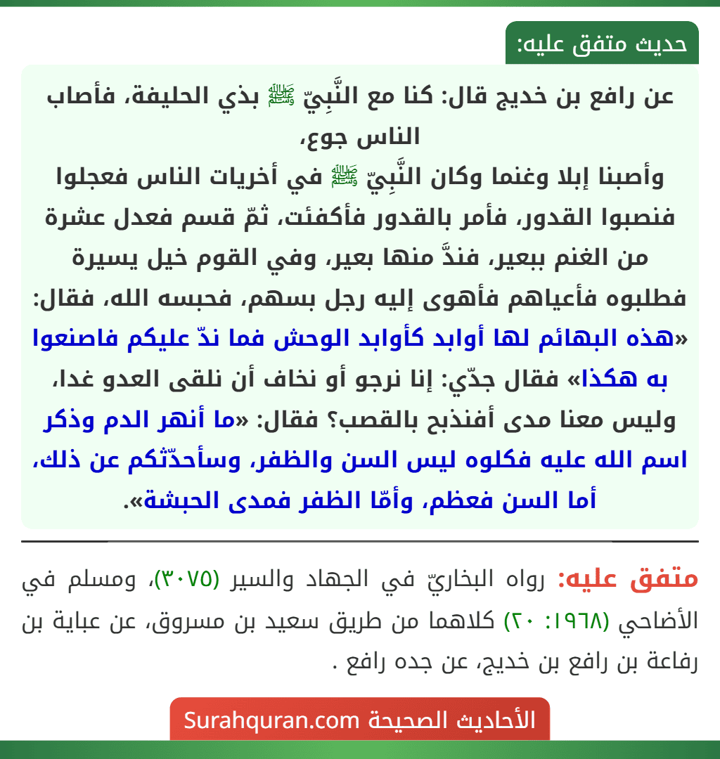 عن رافع بن خديج قال: كنا مع النَّبِيّ ﷺ بذي الحليفة، فأصاب الناس جوع،
وأصبنا إبلا وغنما وكان النَّبِيّ ﷺ في أخريات الناس فعجلوا فنصبوا القدور، فأمر بالقدور فأكفئت، ثمّ قسم فعدل عشرة من الغنم ببعير، فندَّ منها بعير، وفي القوم خيل يسيرة فطلبوه فأعياهم فأهوى إليه رجل بسهم، فحبسه الله، فقال: «هذه البهائم لها أوابد كأوابد الوحش فما ندّ عليكم فاصنعوا به هكذا» فقال جدّي: إنا نرجو أو نخاف أن نلقى العدو غدا، وليس معنا مدى أفنذبح بالقصب؟ فقال: «ما أنهر الدم وذكر اسم الله عليه فكلوه ليس السن والظفر، وسأحدّثكم عن ذلك، أما السن فعظم، وأمّا الظفر فمدى الحبشة».