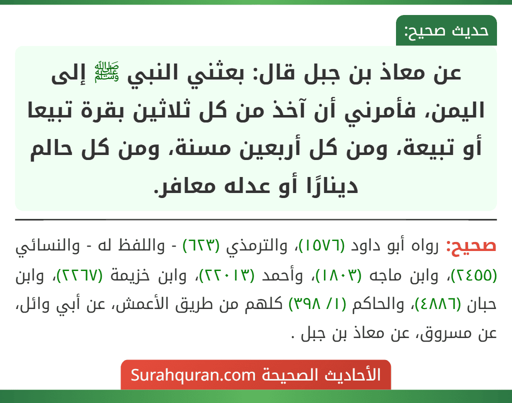 عن معاذ بن جبل قال: بعثني النبي ﷺ إلى اليمن، فأمرني أن آخذ من كل ثلاثين بقرة تبيعا أو تبيعة، ومن كل أربعين مسنة، ومن كل حالم دينارًا أو عدله معافر.