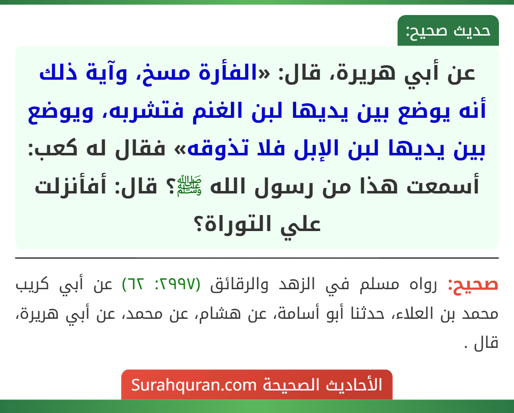 عن أبي هريرة، قال: «الفأرة مسخ، وآية ذلك أنه يوضع بين يديها لبن الغنم فتشربه، ويوضع بين يديها لبن الإبل فلا تذوقه» فقال له كعب: أسمعت هذا من رسول الله ﷺ؟ قال: أفأنزلت علي التوراة؟