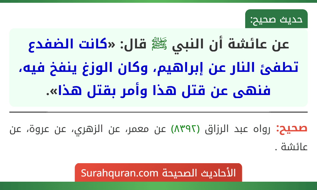 عن عائشة أن النبي ﷺ قال: «كانت الضفدع تطفئ النار عن إبراهيم، وكان الوزغ ينفخ فيه، فنهى عن قتل هذا وأمر بقتل هذا». عن عائشة أن النبي ﷺ قال: «كانت الضفدع تطفئ النار عن إبراهيم، وكان الوزغ ينفخ فيه، فنهى عن قتل هذا وأمر بقتل هذا».