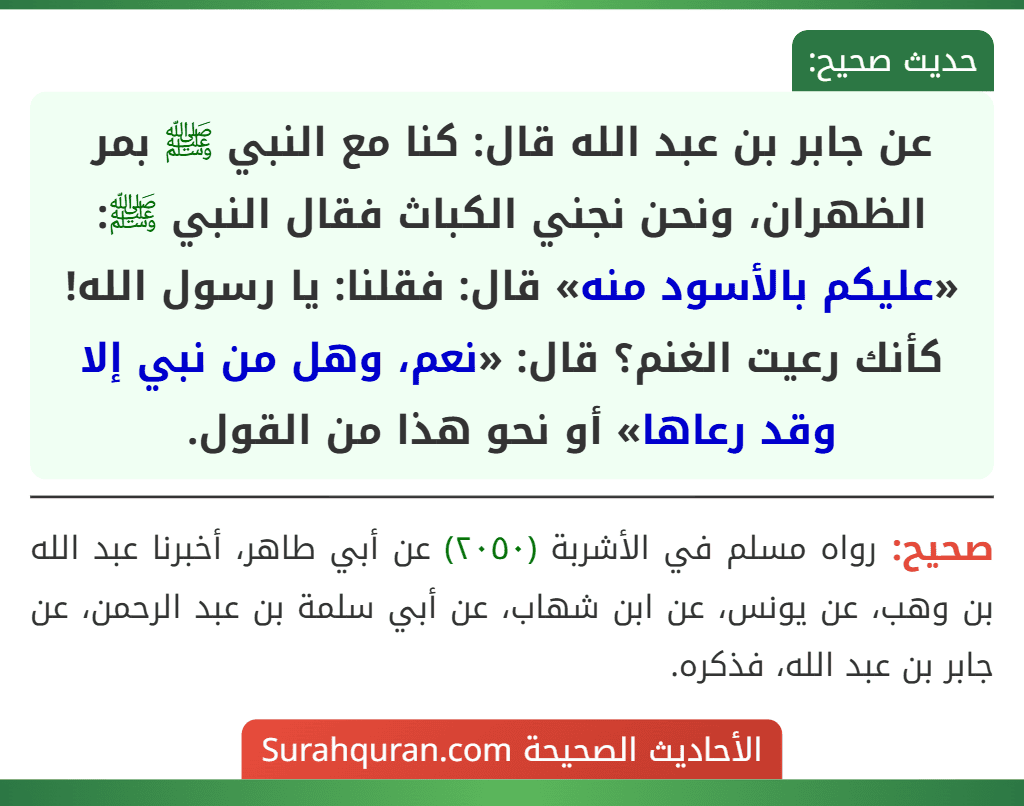 عن جابر بن عبد الله قال: كنا مع النبي ﷺ بمر الظهران، ونحن نجني الكباث فقال النبي ﷺ: «عليكم بالأسود منه» قال: فقلنا: يا رسول الله! كأنك رعيت الغنم؟ قال: «نعم، وهل من نبي إلا وقد رعاها» أو نحو هذا من القول.