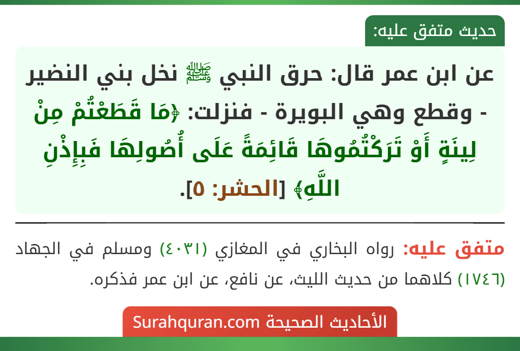 عن ابن عمر قال: حرق النبي ﷺ نخل بني النضير - وقطع وهي البويرة - فنزلت: ﴿مَا قَطَعْتُمْ مِنْ لِينَةٍ أَوْ تَرَكْتُمُوهَا قَائِمَةً عَلَى أُصُولِهَا فَبِإِذْنِ اللَّهِ﴾ [الحشر: ٥].