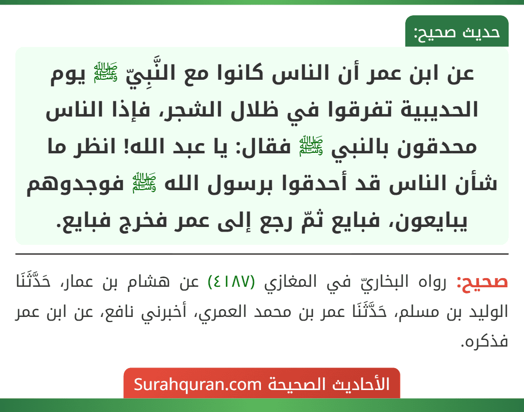 عن ابن عمر أن الناس كانوا مع النَّبِيّ ﷺ يوم الحديبية تفرقوا في ظلال الشجر، فإذا الناس محدقون بالنبي ﷺ فقال: يا عبد الله! انظر ما شأن الناس قد أحدقوا برسول الله ﷺ فوجدوهم يبايعون، فبايع ثمّ رجع إلى عمر فخرج فبايع. عن ابن عمر أن الناس كانوا مع النَّبِيّ ﷺ يوم الحديبية تفرقوا في ظلال الشجر، فإذا الناس محدقون بالنبي ﷺ فقال: يا عبد الله! انظر ما شأن الناس قد أحدقوا برسول الله ﷺ فوجدوهم يبايعون، فبايع ثمّ رجع إلى عمر فخرج فبايع.