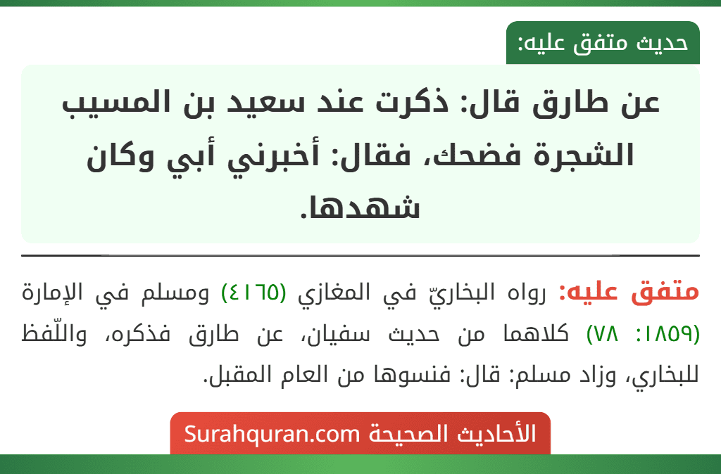 عن طارق قال: ذكرت عند سعيد بن المسيب الشجرة فضحك، فقال: أخبرني أبي وكان شهدها.