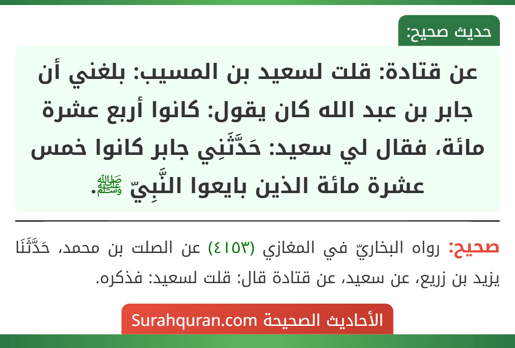 عن قتادة: قلت لسعيد بن المسيب: بلغني أن جابر بن عبد الله كان يقول: كانوا أربع عشرة مائة، فقال لي سعيد: حَدَّثَنِي جابر كانوا خمس عشرة مائة الذين بايعوا النَّبِيّ ﷺ.