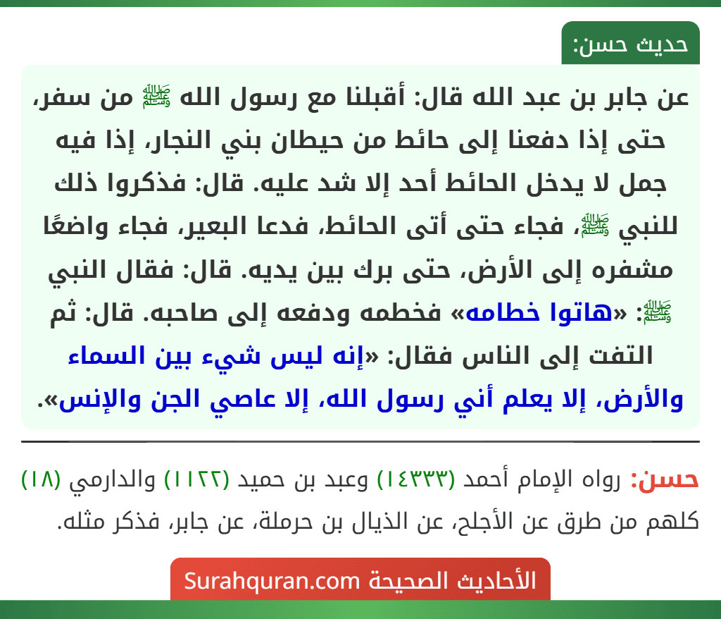 عن جابر بن عبد الله قال: أقبلنا مع رسول الله ﷺ من سفر، حتى إذا دفعنا إلى حائط من حيطان بني النجار، إذا فيه جمل لا يدخل الحائط أحد إلا شد عليه. قال: فذكروا ذلك للنبي ﷺ، فجاء حتى أتى الحائط، فدعا البعير، فجاء واضعًا مشفره إلى الأرض، حتى برك بين يديه. قال: فقال النبي ﷺ: «هاتوا خطامه» فخطمه ودفعه إلى صاحبه. قال: ثم التفت إلى الناس فقال: «إنه ليس شيء بين السماء والأرض، إلا يعلم أني رسول الله، إلا عاصي الجن والإنس».